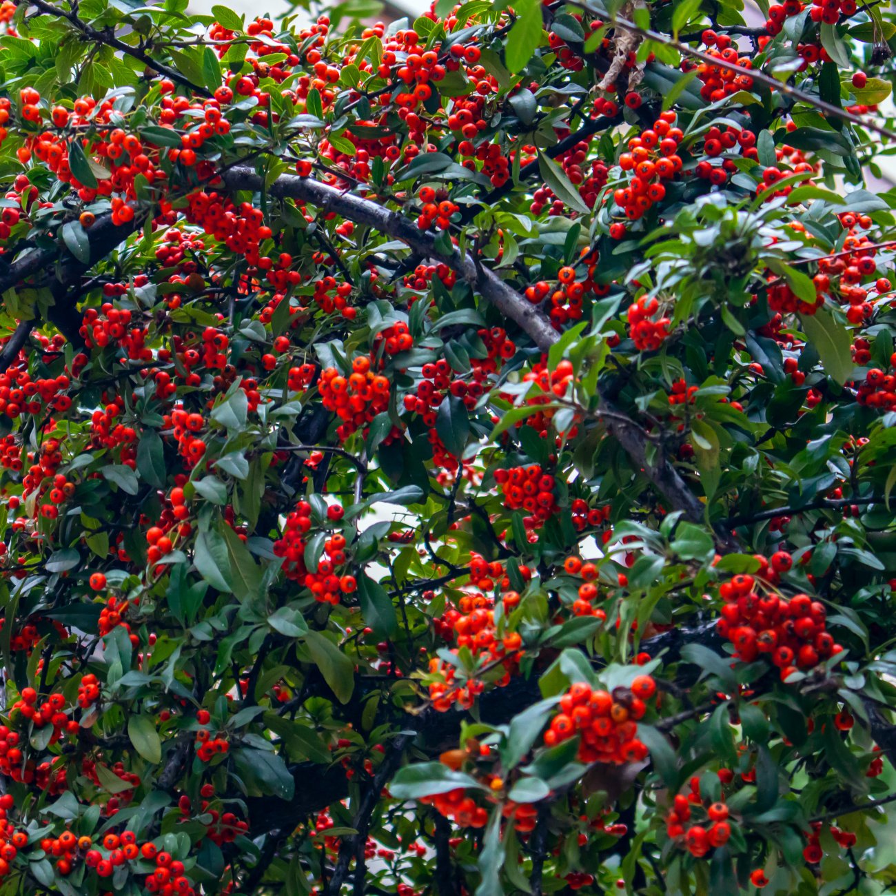 Obrázok Hlohyňa šarlátová (Pyracantha) ´MOHAVE´ - výška 30-50 cm, kont. C3L